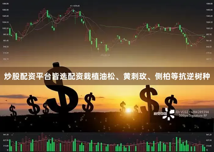 炒股配资平台皆选配资栽植油松、黄刺玫、侧柏等抗逆树种